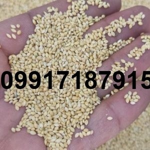 خرید ارزن برای مرغ عشق - تصویر 6