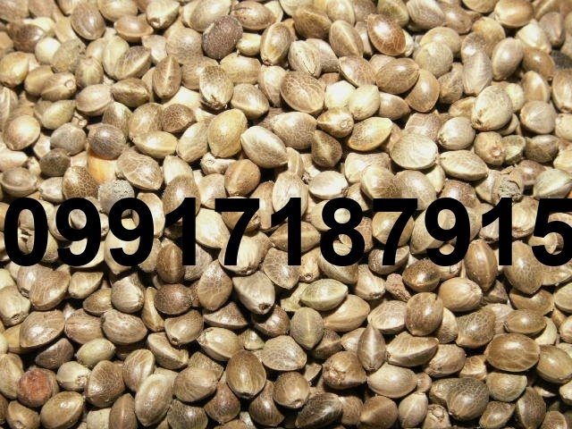 خرید تخم شاهدانه ماده - تصویر 6