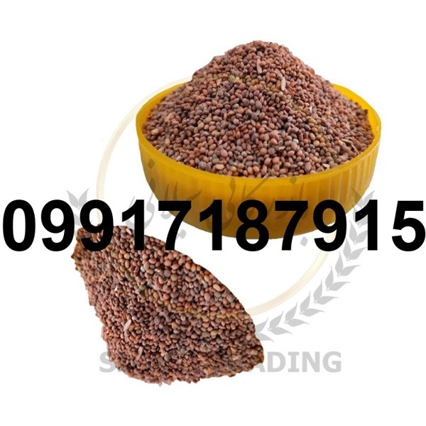 خرید تخم منداب - تصویر 7