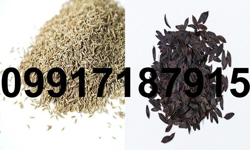 خرید تخم کاهو وحشی - تصویر 1