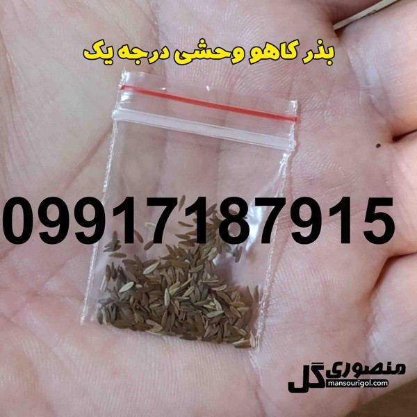 خرید تخم کاهو وحشی - تصویر 3