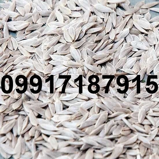 خرید تخم کاهو وحشی - تصویر 7