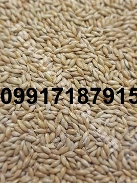 خرید تخم کتان قناری - تصویر 1