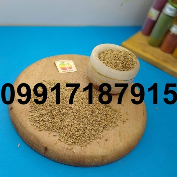 خرید تخم کتان قناری - تصویر 4
