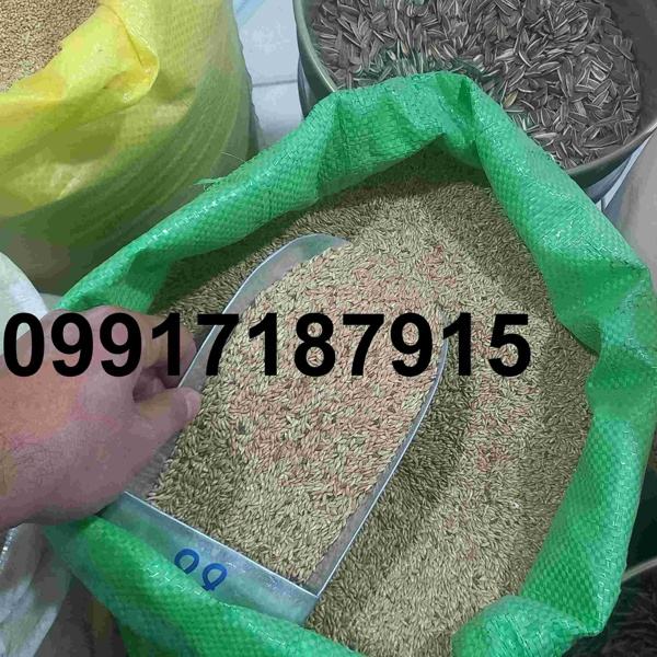 خرید تخم کتان قناری - تصویر 8
