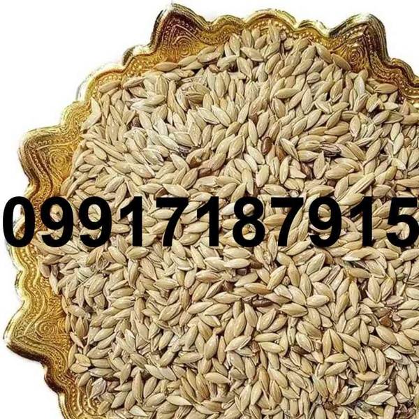 خرید تخم کتان پرنده - تصویر 7