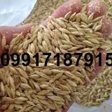 خرید جو از بندر - تصویر 3