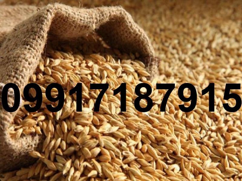 خرید جو از بندر - تصویر 8