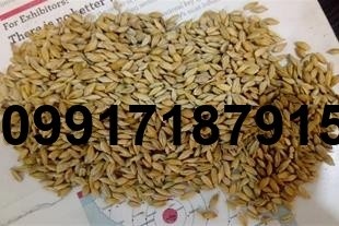 خرید جو از روسیه - تصویر 2