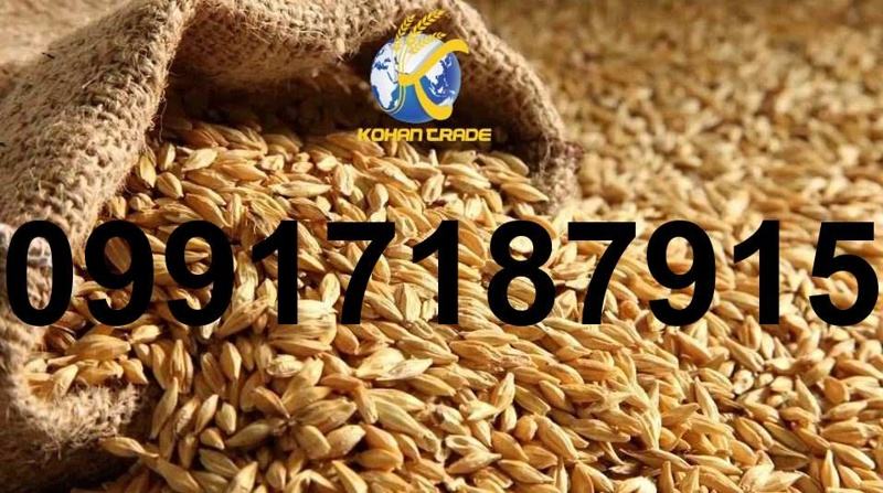 خرید جو از روسیه - تصویر 6