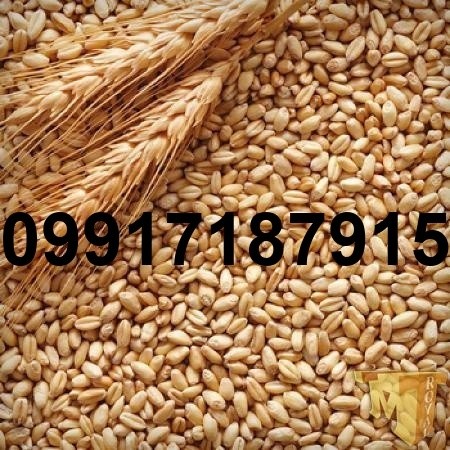 خرید جو از روسیه - تصویر 8