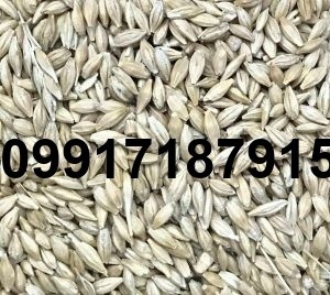 خرید جو دامی - تصویر 3