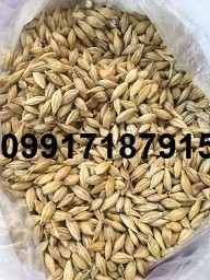 خرید جو دامی - تصویر 7