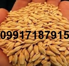 خرید جو وارداتی - تصویر 4