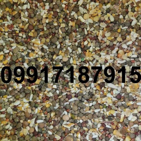 خرید دانه مخلوط کبوتر - تصویر 6