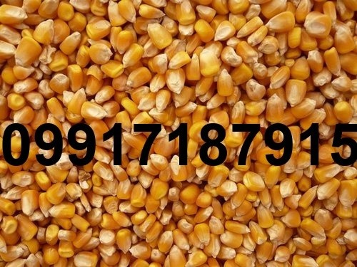 خرید ذرت از بندر - تصویر 2