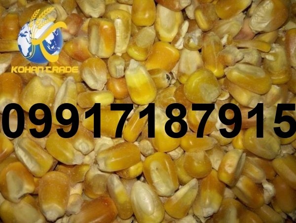 خرید ذرت از بندر - تصویر 3