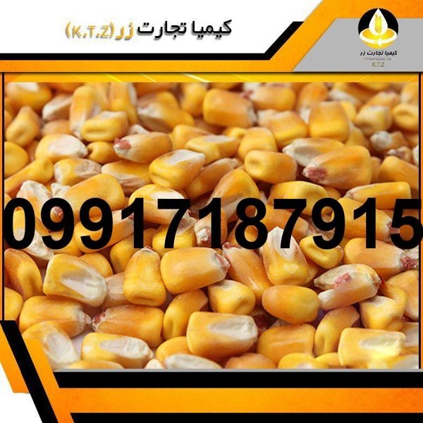 خرید ذرت از بندر - تصویر 4