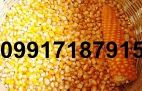 خرید ذرت از بندر - تصویر 5