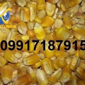 خرید ذرت خارجی - تصویر 5