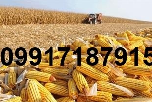 خرید ذرت دامی اصفهان - تصویر 3
