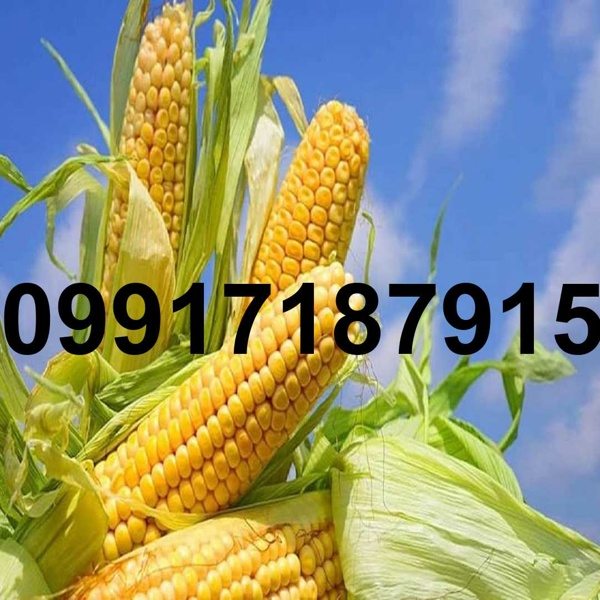 خرید ذرت دامی اصفهان - تصویر 5