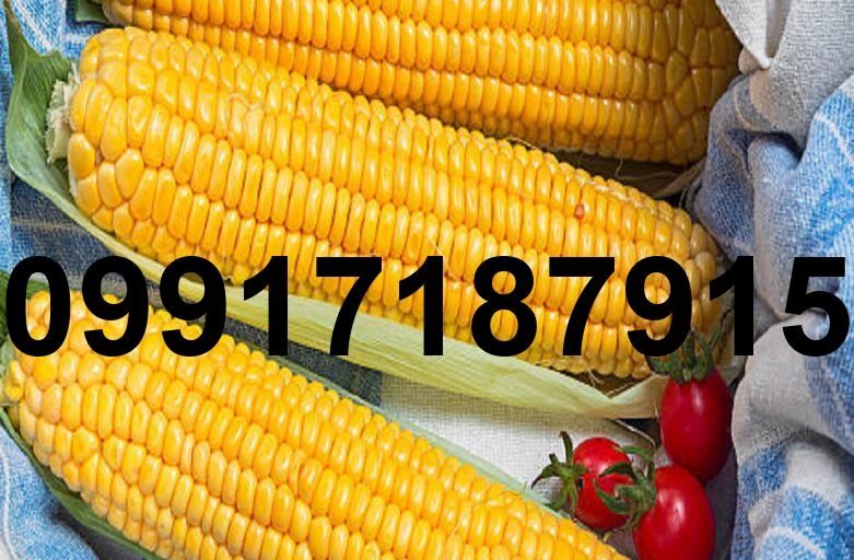 خرید ذرت دامی اصفهان - تصویر 6