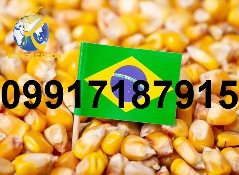 خرید ذرت دامی برزیل - تصویر 7