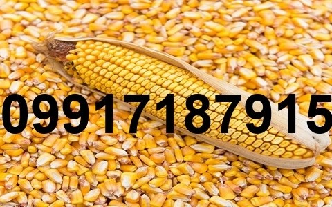 خرید ذرت دامی برزیل - تصویر 8