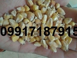 خرید ذرت دامی روسیه - تصویر 5