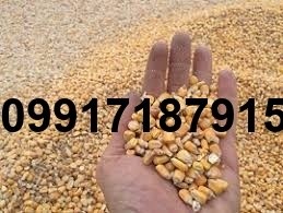 خرید ذرت دامی روسیه - تصویر 6