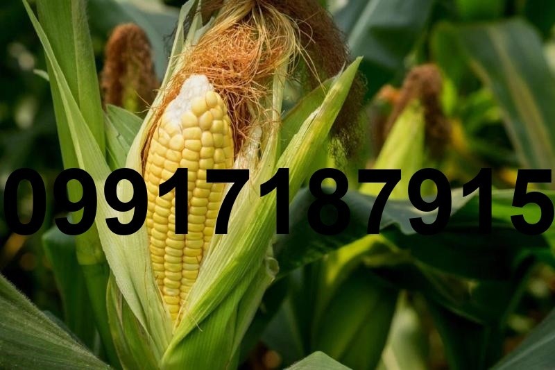 خرید ذرت دانه ای - تصویر 6