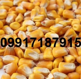 خرید ذرت دانه ای - تصویر 7