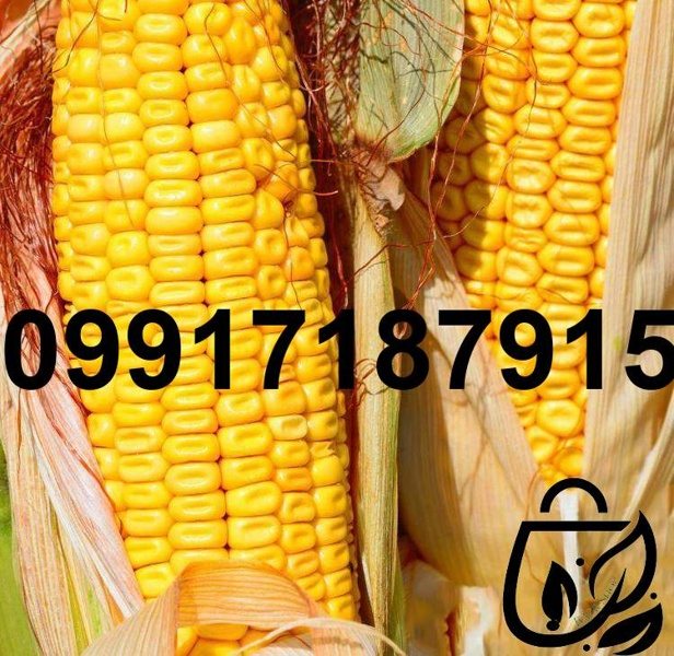 خرید ذرت دندان اسبی - تصویر 1