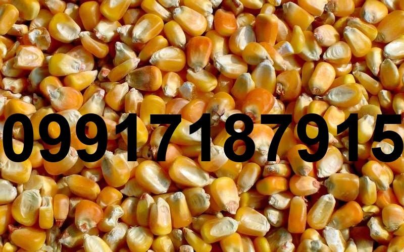 خرید ذرت دندان اسبی - تصویر 2
