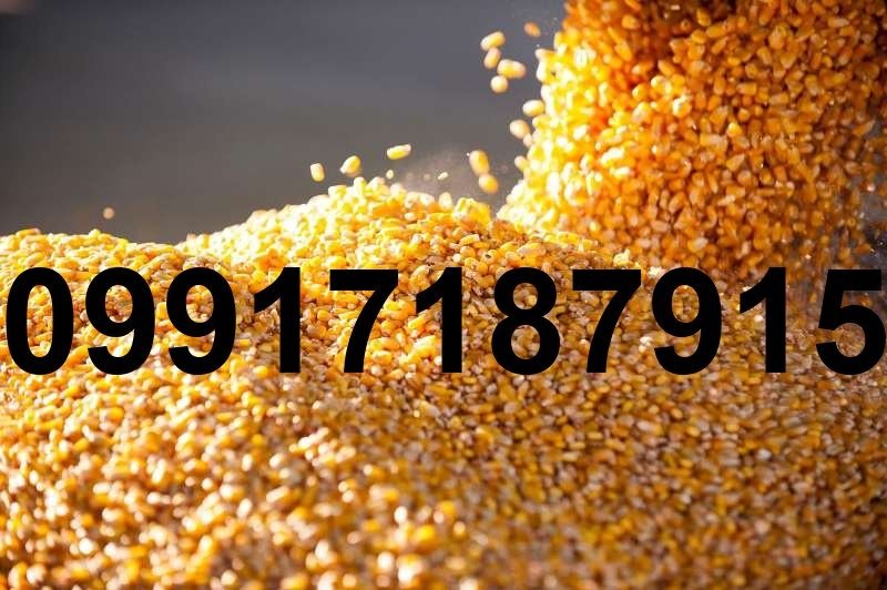 خرید ذرت دندان اسبی - تصویر 3