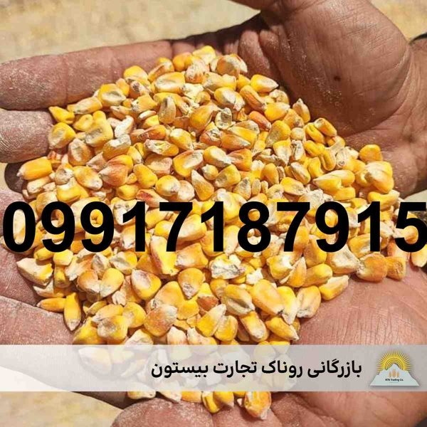 خرید ذرت دندان اسبی - تصویر 6