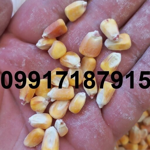 خرید ذرت طیور - تصویر 4