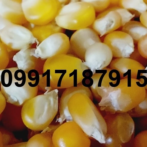 خرید ذرت عمده - تصویر 4