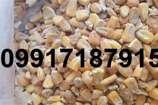 خرید ذرت مرغداری - تصویر 4