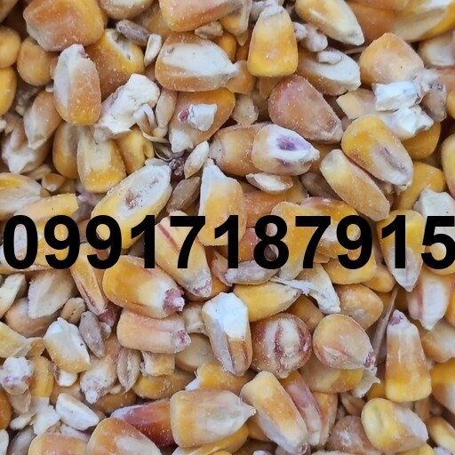 خرید ذرت مرغی - تصویر 3