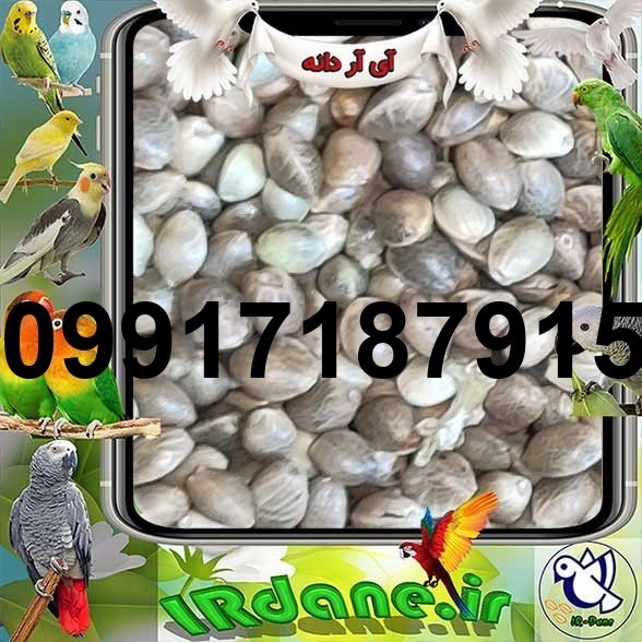 خرید شاهدانه برای عروس هلندی - تصویر 3