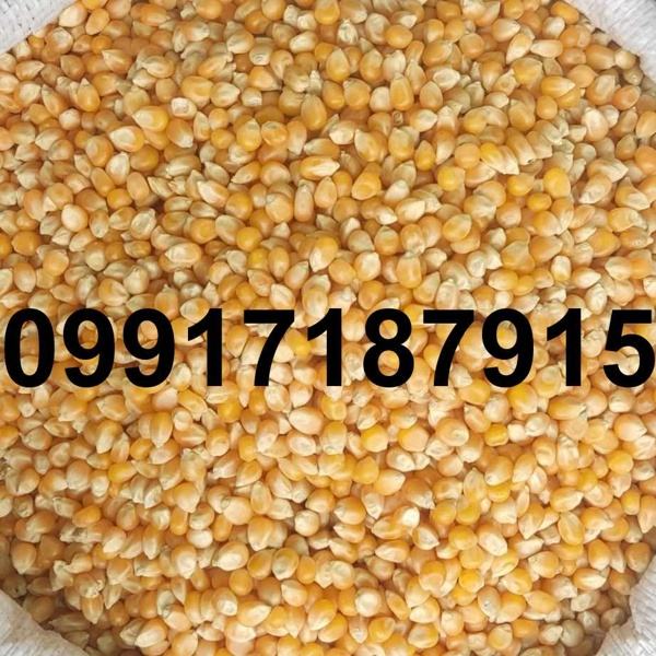 خرید عمده ذرت پاپ کورن - تصویر 3