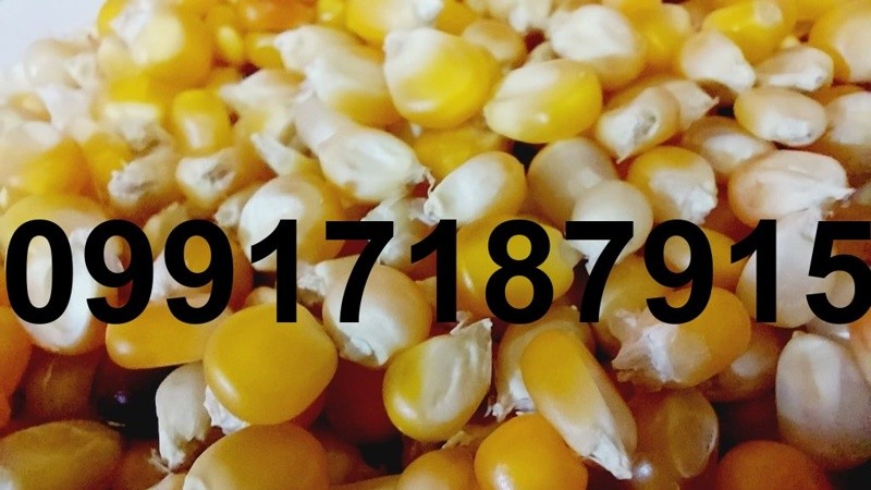خرید عمده ذرت پاپ کورن - تصویر 7