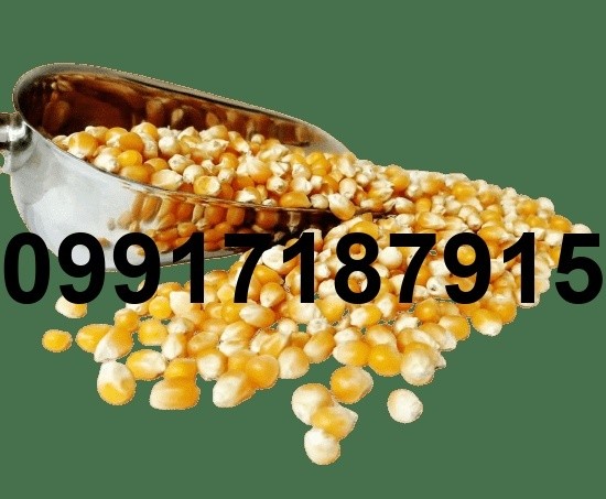 خرید عمده ذرت پاپ کورن - تصویر 8