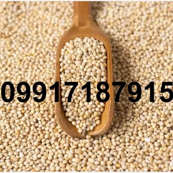 خرید فروش ارزن در اصفهان - تصویر 8