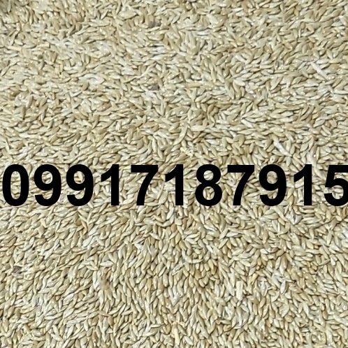 خرید فروش تخم کتان - تصویر 6