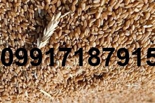خرید و فروش جو و گندم - تصویر 7