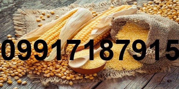 خرید و فروش ذرت - تصویر 6