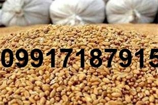 خرید و فروش ذرت و سویا - تصویر 5